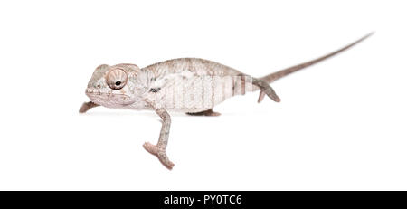 Giovani camaleonte velato, Chamaeleo calyptratus, in piedi contro lo sfondo bianco Foto Stock