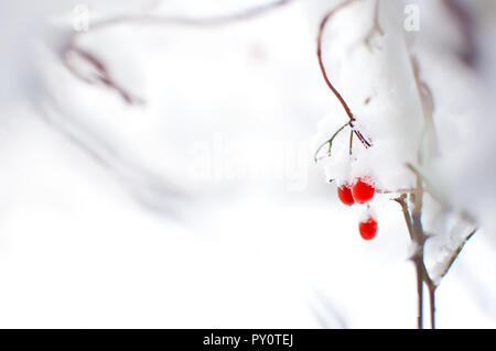 Più rosso frutti maturi di viburnum coperta di neve e appeso a un ramo. Stile minimalista. Inverno freddo giorno di gennaio Foto Stock