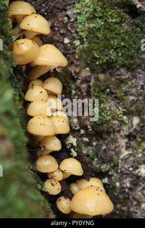 I funghi selvatici che crescono su lato della struttura ad albero Foto Stock