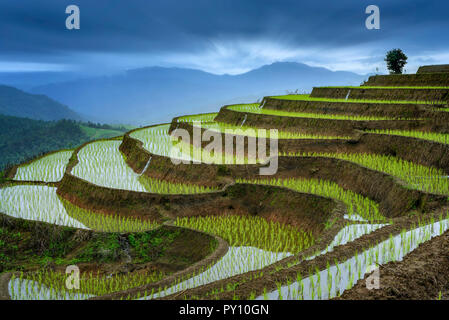 Campi di riso terrazzati, Pa Pong Piang, il Doi Inthanon National Park, Chiang Mai, Thailandia Foto Stock