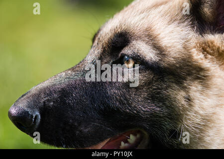 Giallo per gli occhi e il naso umido del pastore Foto Stock