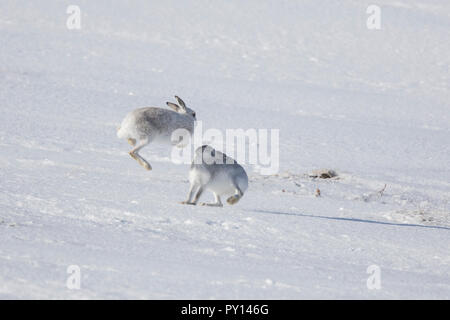 Lotta contro la lepre bianca / lepre alpina / neve lepre (Lepus timidus) femmina in bianco inverno pelage fending off maschio nella neve Foto Stock