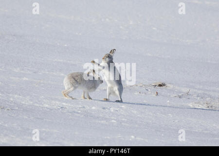 Lotta contro la lepre bianca / lepre alpina / neve lepre (Lepus timidus) femmina in bianco inverno pelage fending off maschio nella neve Foto Stock