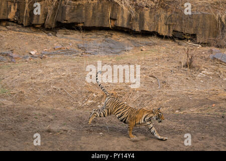 Una lotta territoriale tra una tigre maschio e femmina sub adulto tigre al Parco nazionale di Ranthambore, India Foto Stock