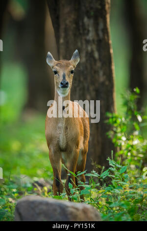 Un nilgai o blu vitello da Ranthambore Riserva della Tigre Foto Stock