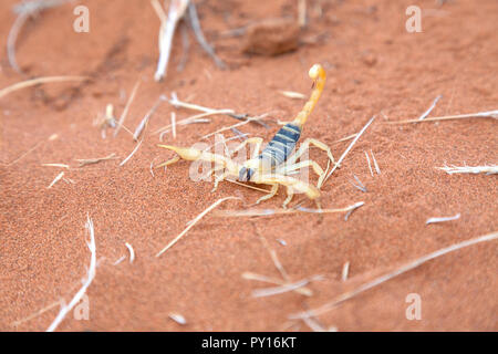 Scorpion verde nel deserto del Namib, Namibia, Africa Foto Stock