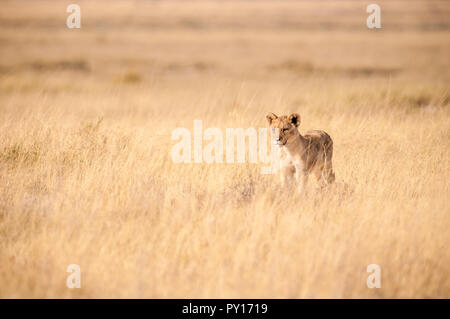 Lion Panthera leo, il Parco Nazionale di Etosha, Namibia Foto Stock