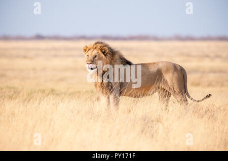 Lion Panthera leo, il Parco Nazionale di Etosha, Namibia Foto Stock