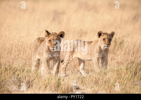 Lion Panthera leo, il Parco Nazionale di Etosha, Namibia Foto Stock