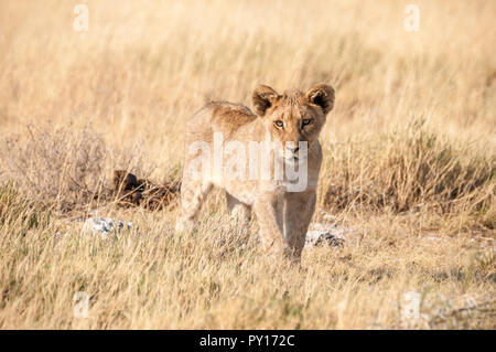 Lion Panthera leo, il Parco Nazionale di Etosha, Namibia Foto Stock