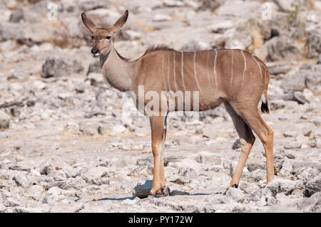 Maggiore kudu, Tragelaphus strepsiceros, il Parco Nazionale di Etosha, Namibia Foto Stock