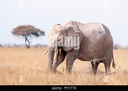 Savana elephant, Loxodonta africana, il Parco Nazionale di Etosha, Namibia Foto Stock