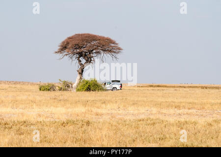 4x4 auto sotto l'acacia, il Parco Nazionale di Etosha, Namibia Foto Stock