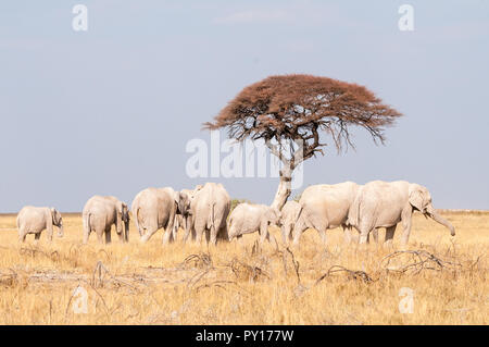 Savana elephant, Loxodonta africana, il Parco Nazionale di Etosha, Namibia Foto Stock