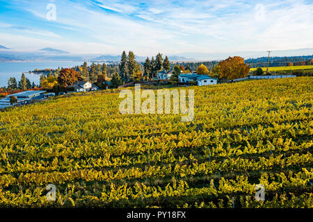 Vigneto, Summerhill Pyramid Winery, Kelowna, Okanagan Valley, British Columbia, Canada Foto Stock