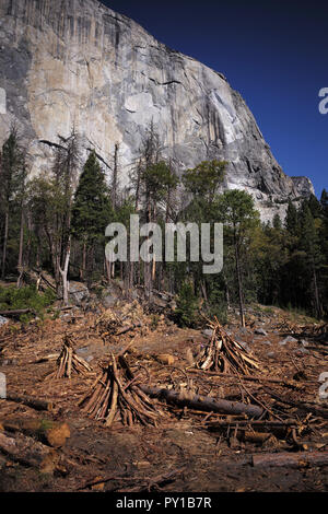 Legno morto vicino al Parco Nazionale di Yosemite è El Capitan attende di essere bruciato in un incendio prescritte. Foto Stock