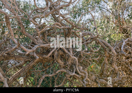 Vite a secco di albero in recinto nel sud della Francia Foto Stock