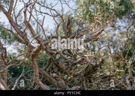 Vite a secco di albero in recinto nel sud della Francia Foto Stock