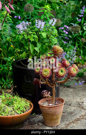 Aeonium garnet,evergreen,succulenta,scuro, bronzo, borgogna,rosette,rosette,Fogliame, foglie, Aeonium Schwarzkopf X Aeonium tabuliforme,RM Floral Foto Stock