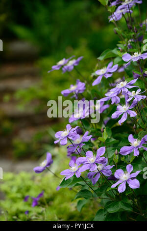 Clematis integrifolia arabella,non twining,non climbing, scalata, rimescolamento,blu,blu-viola, fiore,fiori,fioritura,perenne,RM Floral Foto Stock