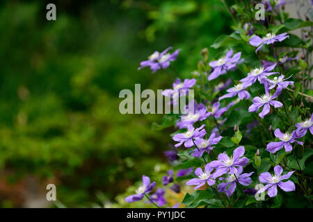 Clematis integrifolia arabella,non twining,non climbing, scalata, rimescolamento,blu,blu-viola, fiore,fiori,fioritura,perenne,RM Floral Foto Stock