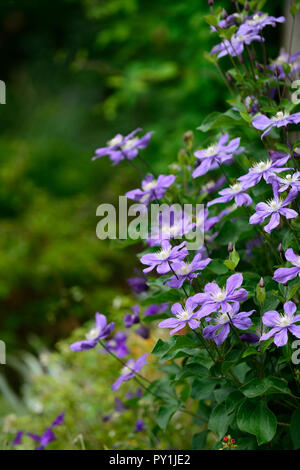 Clematis integrifolia arabella,non twining,non climbing, scalata, rimescolamento,blu,blu-viola, fiore,fiori,fioritura,perenne,RM Floral Foto Stock