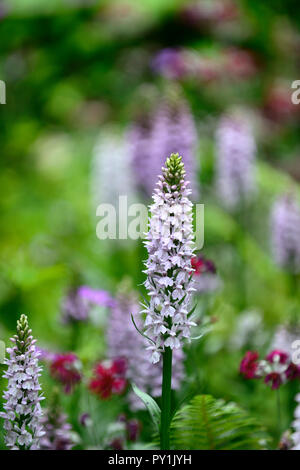 Dactylorhiza fuchsii,common spotted orchid,l'infiorescenza,viola,fiore,fiori,marsh orchidee,RM Floral