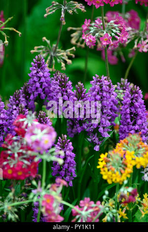 Dactylorhiza fuchsii,Primula japonica,common spotted orchid,l'infiorescenza,viola,fiore,fiori,marsh orchidee,RM Floral Foto Stock