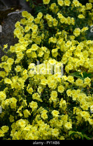 Enagra,Oenothera biennis,giallo,fiore,fiori,fioritura,BIENNALE,profumo,profumato,RM Floral Foto Stock