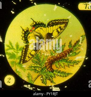 Farfalle Tafel immagine I 2. Foto Stock