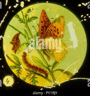 Farfalle Tafel immagine I 4. Foto Stock