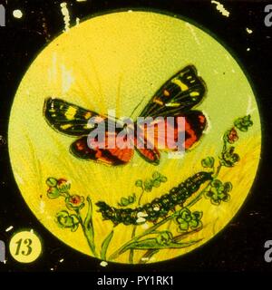 Farfalle Tafel IV immagine 13. Foto Stock