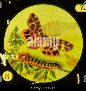 Farfalle Tafel IV immagine 14. Foto Stock