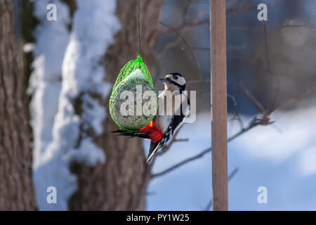 Picchio rosso maggiore, Större hackspett (Dendrocopos major) Foto Stock