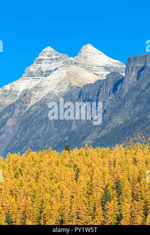 Il larice in autunno a colori sotto il monte stimson e threesuns montagna nel parco nazionale di Glacier vicino ghiacciaio Ovest montana Foto Stock