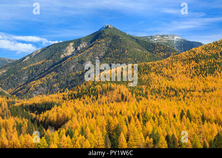 Il larice in autunno a colori al di sotto di coniglio in esecuzione montagna nel parco nazionale di Glacier vicino a essex, montana Foto Stock