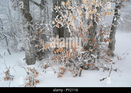 Piccolo gruppo di faggi in foreste di montagna con alcune foglie di autunno e tanta neve in nebbioso giorno Foto Stock