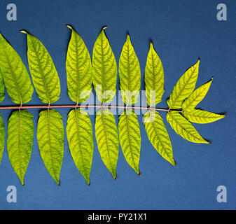 Ramo di albero Ailanthus altissima con foglie di giallo su sfondo nero, sfondo astratto Foto Stock