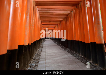 Licenza e stampe alle MaximImages.com:00 - passaggio Senbon torii a Fushimi Inari Taisha, sede del santuario di dio Inari a Kyoto, Giappone. Foto Stock