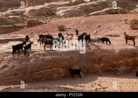 Petra, Giordania - Ottobre 19, 2018: Vista di capre nella storica città di roccia di Petra, Giordania. Foto Stock