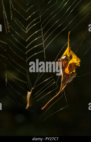 Foglie di autunno catturati in una ragnatela. Foto Stock