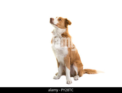 Udienza red Border Collie cane cercando su sfondo bianco Foto Stock