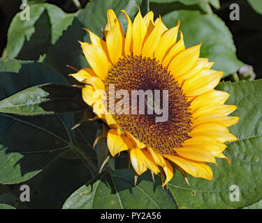 Di fronte al sole al mattino Foto Stock