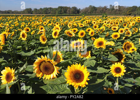 I campi di colore giallo Foto Stock