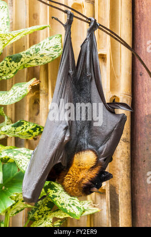 Un gigante golden-incoronato flying fox bat appesi capovolti, Indonesia Foto Stock