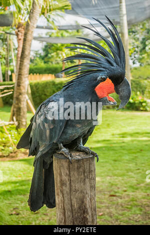 Ritratto di un Palm Cacatua (Probosciger aterrimus), Indonesia Foto Stock