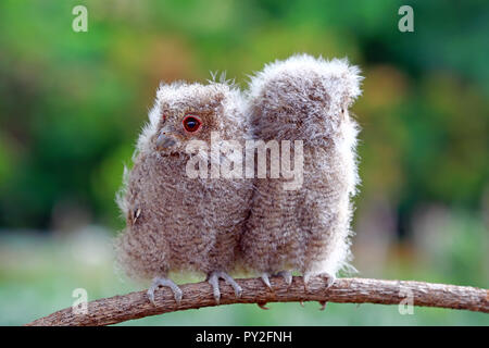 Due owlets su un ramo, Indonesia Foto Stock