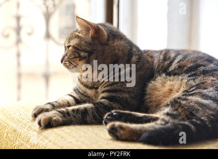 Gatto sdraiato su una sedia da una finestra Foto Stock