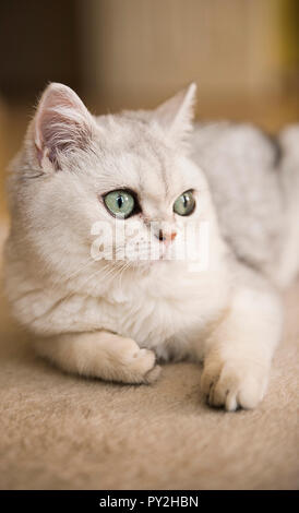Close-up di un gatto bianco giacente su un tappeto Foto Stock