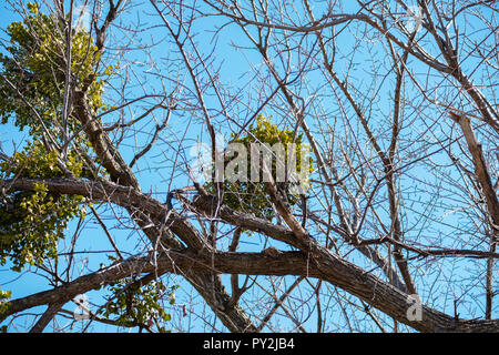 Vischio, un obbligherà hemiparastic impianto su host di albero in inverno. Stato dell'Oklahoma emblema floreale. Oklahoma, Stati Uniti d'America. Foto Stock